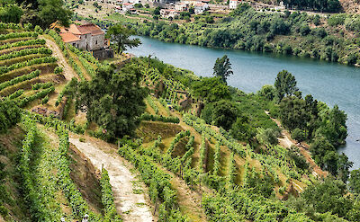 Vineyards along the famous Douro River Valley, Portugal. Flickr:Steven dosRemedios