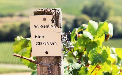 Lots of vineyards along the Mosel River in Germany! Flickr:MHagemann
