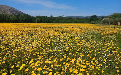 Field of yellow flowers, Caminha, Portugal. Unsplash:Marcio Vale