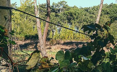 Looking through leaves in Esposende, Spain. Unsplash:PHOZE by Jose Machado