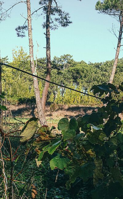 Looking through leaves in Esposende, Spain. Unsplash:PHOZE by Jose Machado