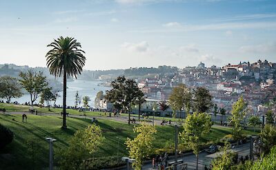 Palm trees in a park in Porto, Portugal. Unsplash:Matt Roskovec