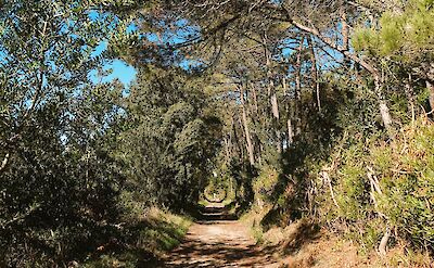 Woodland path in Esposende, Spain. Unsplash:PHOZE by Jose Machado