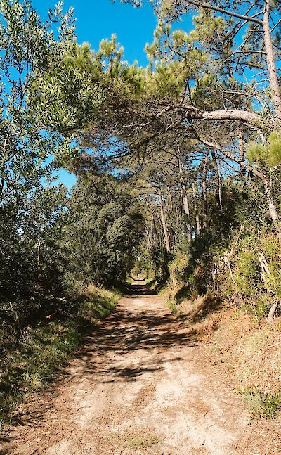 Woodland path in Esposende, Spain. Unsplash:PHOZE by Jose Machado