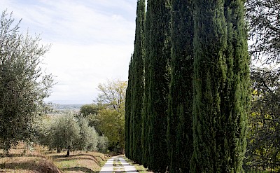 Cipress Trees Driveway 1