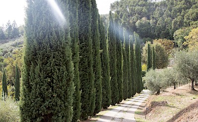 Cipress Trees Driveway