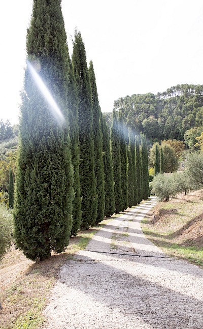 Cipress Trees Driveway
