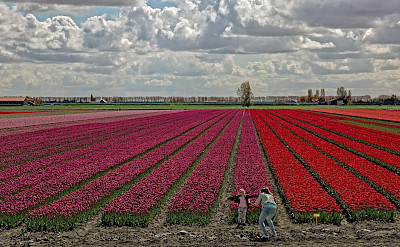 Tulip fields in the Netherlands in the Springtime. © Hollandfotograaf