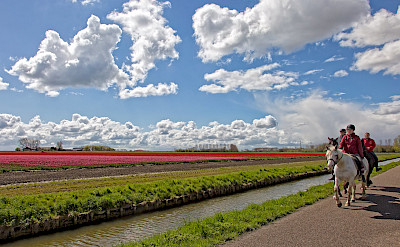 Horseback riders sharing the bike path in the Netherlands. © Hollandfotograaf