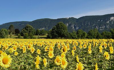 Field of blooming sunflowers under a clear blue sky, with a lush, forested mountain range in the background near the Aare River, Solothurn, Switzerland. Unsplash@Hansjoerg Ryser