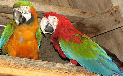 Macaws love the Algarve region of Portugal. Photo via Flickr:Glen Bowman