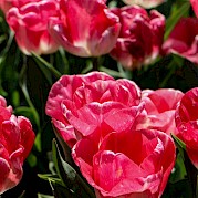 Along the North Sea - A Tulip Tour - Bright pink tulips in full bloom, set against a backdrop of green leaves in the Netherlands.