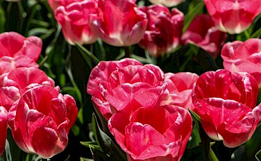 Along the North Sea - A Tulip Tour