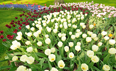 White tulips at the Keukenhof in the Netherlands. Flickr:gnuckx