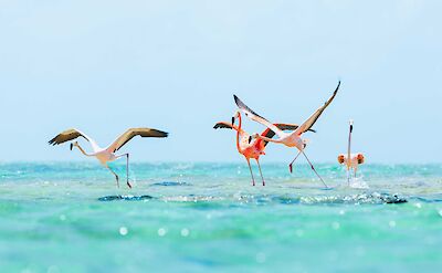 Ambergris Cay Turks And Caicos Flamingos
