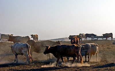 Cattle in Palma del Rio, Andalusia, Spain. Flickr:Phillip Capper