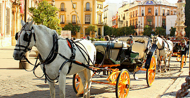 Horse-drawn carriages outside Seville Cathedral on Plaza Virgen de Los Reyes, Sevilla, Spain. Photo via Flickr:Jess R.