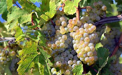 Riesling Grapes for harvest. Flickr:Stefano Lubiana