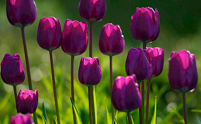 Purple tulips in the Netherlands. Flickr:c_osett