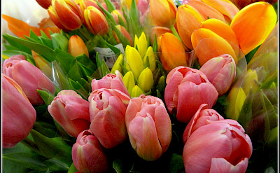 Bunches of tulips in the Netherlands, of course! Fickr:Rina Pitucci