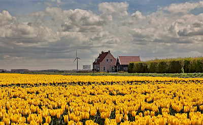 Yellow tulip fields in the Netherlands. © Hollandfotograaf