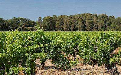 Vineyard in Aix-en-Provence, France. Wikimedia Commons:teddysipaseuth