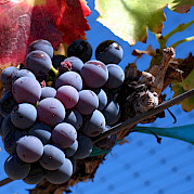 Avignon a Cassis Foto