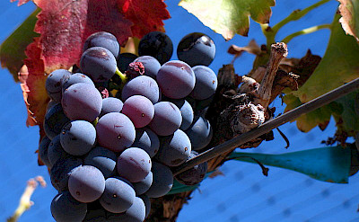 Grenache Noir Grapes common to the Provence region. Wikimedia Commons:Josh McFadden