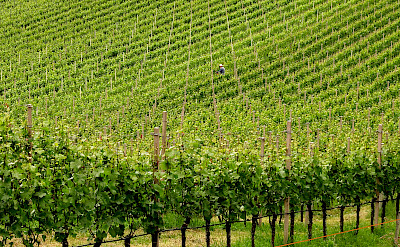 Vineyards in Trentino Alto Adige, Italy. Photo via Flickr:maurizio.69