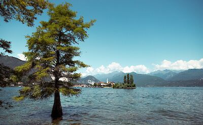 Tree standing in the water of Lake Garda, Italy. Unsplash@Thijs Kennis