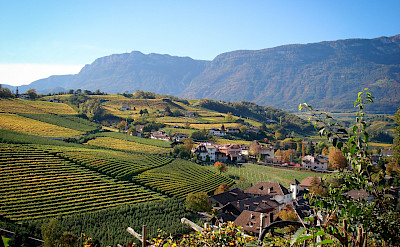Vineyards en route Bolzano to Venice Bike Tour.