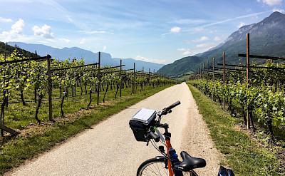 Enjoying the vineyards along the Bolzano to Venice Bike Tour.