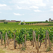 Bordeaux Wine Country Photo