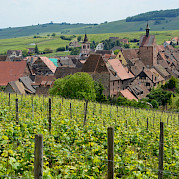 Breisgau & Alsace Wine Road Photo