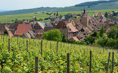 Scenic vineyards and countryside outside Riquewihr in Alsace, France. Flickr:Pug Girl