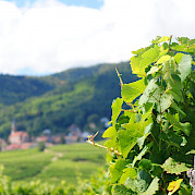 Breisgau e Rota do Vinho da Alsácia Foto