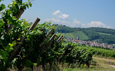 Wine Route through Alsace, France. Flickr:Claudia Schillinger