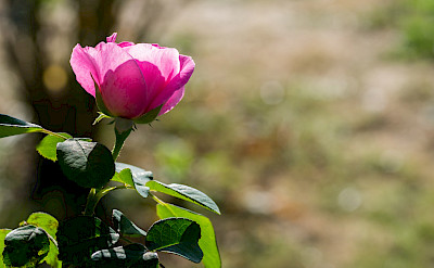 Rose in Sologne, France. Flickr:JoyTek