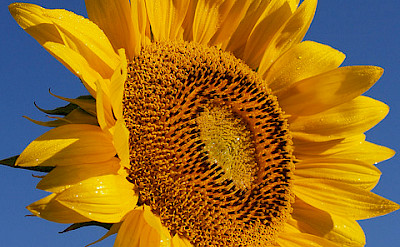 Sunflowers grow abundantly in France! Flickr:jeffrey42