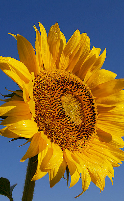 Sunflowers grow abundantly in France! Flickr:jeffrey42