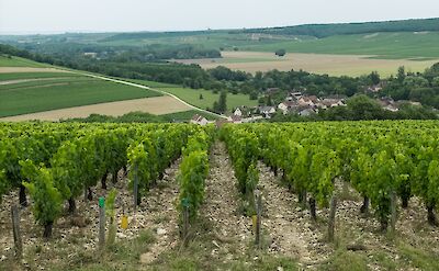 Vineyards in Chablis, Burgundy, France. Flickr:Anna + Michal
