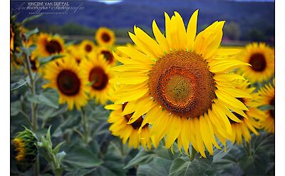 Sunflowers in France. Flickr:Vincent