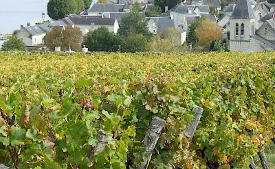 Vineyards along the Loire River. Photo via TO