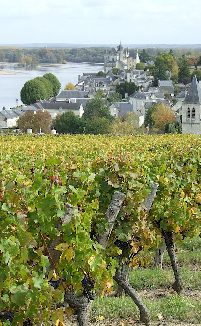 Vineyards along the Loire River. Photo via TO
