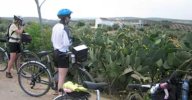 Plenty of blooming cacti to see in southern Spain. Photo courtesy of Tour Operator