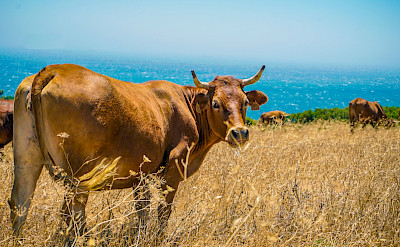 Cows grazing near the beach in Tarifa. Unsplash:Joe Leahy
