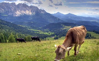 Cows grazing in the Dolomites, Italy. Flickr:Maurice