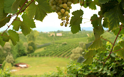 Grapes for Prosecco in Valdobbiadene! Treviso, Veneto, Italy! Flickr:Luca Temporelli