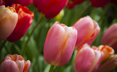 Tulips galore in Holland! Photo via Flickr:Luke Price