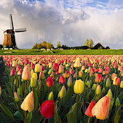 Dutch Highlights Tulip Tour Photo